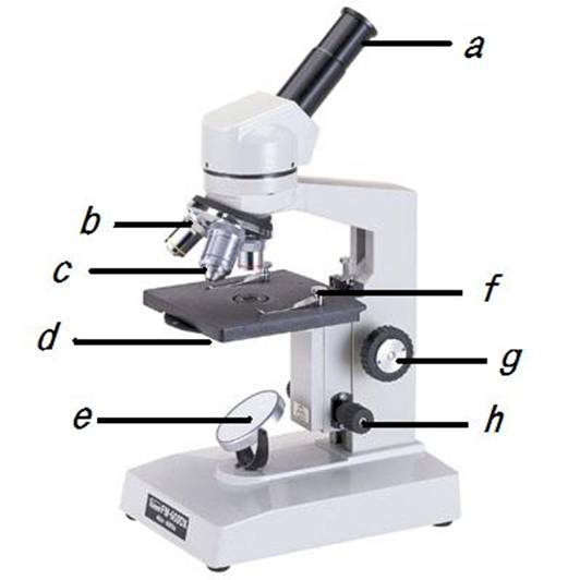 顕微鏡の使い方
