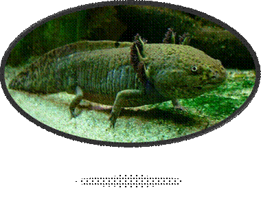 800px-Axolotl_ganz.jpg